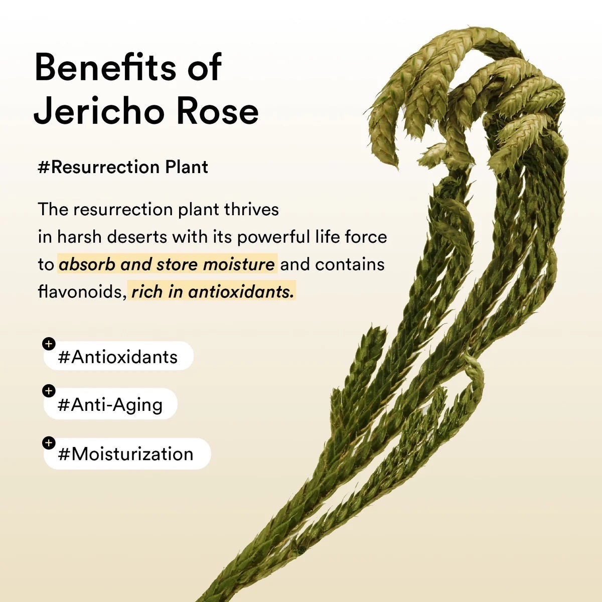 Collagen Eye Patch Jericho Rose Jelly